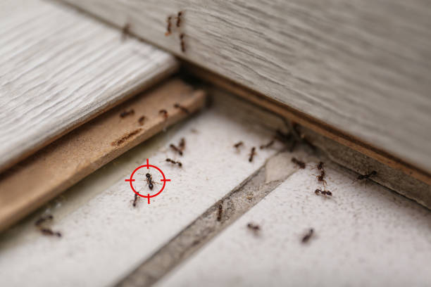 Best Cockroach Control Services  in Richland Hills, TX