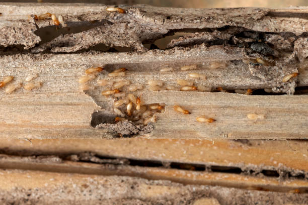 Professional Pest Control in Richland Hills, TX